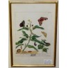 Engraving "Butterflies, Plate VIII" by HARRIS, on Moinat SA – Antiques and decorative items – Engravings, lithographs