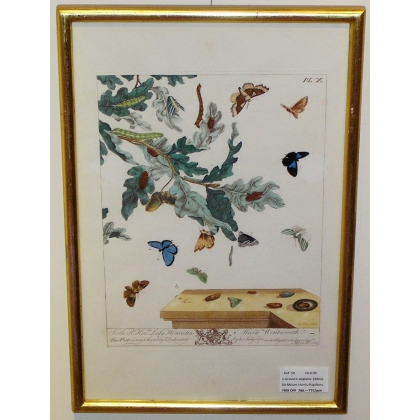 Engraving "Papillons Pl. X" by HARRIS  at Moinat SA  - Antiques and decorative items -  Engravings, lithographs