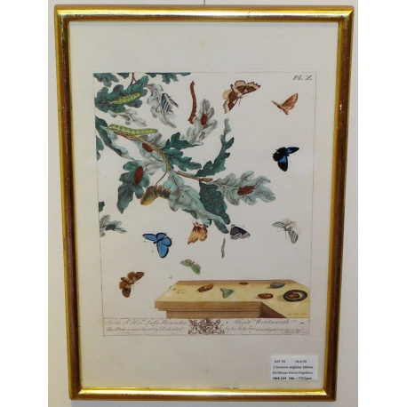 Engraving "Papillons Pl. X" by HARRIS  at Moinat SA  - Antiques and decorative items -  Engravings, lithographs