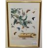 Gravure "Papillons Pl. X" de HARRIS