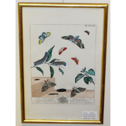 Engraving "Butterflies Pl. XXXIII" by HARRIS  at Moinat SA  - Antiques and decorative items -  Engravings, Lithographs