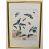 Engraving "Butterflies Pl. XXXIII" by HARRIS  at Moinat SA  - Antiques and decorative items -  Engravings, Lithographs