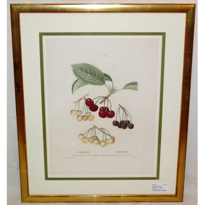 Engraving "Cherry Tree" by REDOUTÉ, in a gold frame, from Moinat SA – Antiques and home décor – Engravings, lithographs
