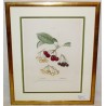 Engraving "Cherry Tree" by REDOUTÉ, in a gold frame, from Moinat SA – Antiques and home décor – Engravings, lithographs