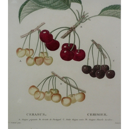 Engraving "Cherry Tree" by REDOUTÉ, in a gold frame, from Moinat SA – Antiques and home décor – Engravings, lithographs