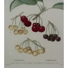 Engraving "Cherry Tree" by REDOUTÉ, in a gold frame, from Moinat SA – Antiques and home décor – Engravings, lithographs