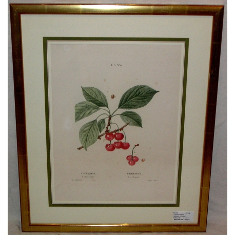 Engraving "Cherry Tree" by REDOUTÉ, in a gold frame, from Moinat SA – Antiques and home décor – Engravings, lithographs