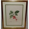 Engraving "Cherry Tree" by REDOUTÉ, in a gold frame, from Moinat SA – Antiques and home décor – Engravings, lithographs