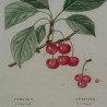 Engraving "Cherry Tree" by REDOUTÉ, in a gold frame, from Moinat SA – Antiques and home décor – Engravings, lithographs