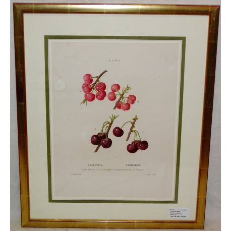 Engraving "Cherry Tree" by REDOUTÉ, in a gold frame, from Moinat SA – Antiques and home décor – Engravings, lithographs