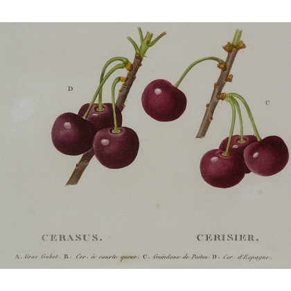 Engraving "Cherry Tree" by REDOUTÉ, in a gold frame, from Moinat SA – Antiques and home décor – Engravings, lithographs