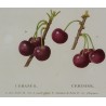 Engraving "Cherry Tree" by REDOUTÉ, in a gold frame, from Moinat SA – Antiques and home décor – Engravings, lithographs