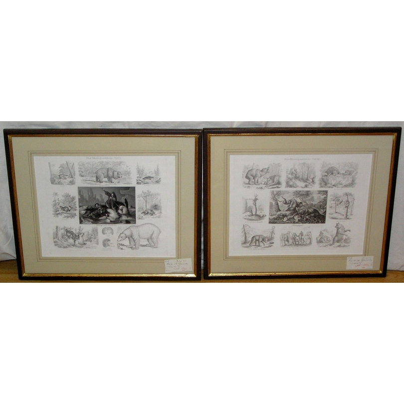 Paire de gravures "Das Bärengeschlecht"