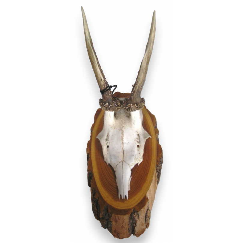 "Deer Massacre" hunting trophy at Moinat SA – Antiques and decorative items