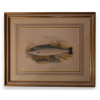 Gravure rehaussée à l'aquarelle "salmon trout"
