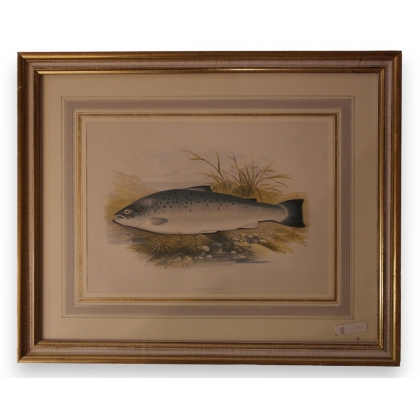 Gravure rehaussée à l'aquarelle "salmon  sur Moinat SA  - Antiquités décoration -  Gouaches, Aquarelles, Pastels