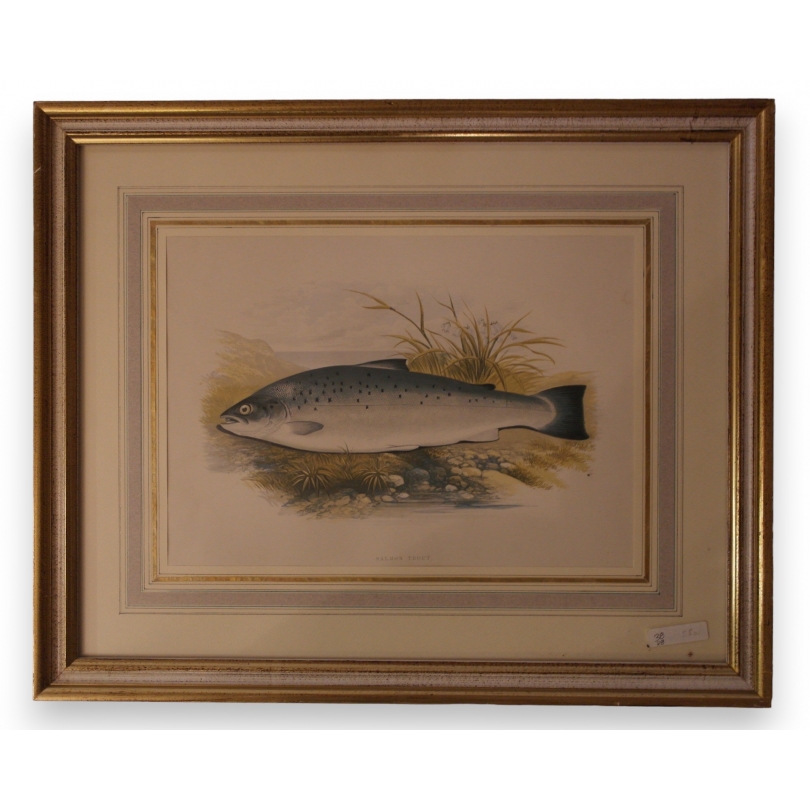 Gravure rehaussée à l'aquarelle "salmon  sur Moinat SA  - Antiquités décoration -  Gouaches, Aquarelles, Pastels