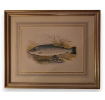 Gravure rehaussée à l'aquarelle "salmon trout"