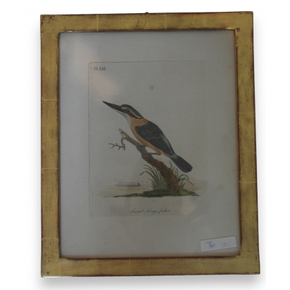 Engraving entitled ‘Sacred Kingfisher’ by Moinat SA – Antiques and decorative items – Engravings, lithographs