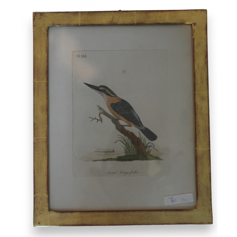 Engraving entitled ‘Sacred Kingfisher’ by Moinat SA – Antiques and decorative items – Engravings, lithographs