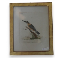 Gravure "sacred kings-fischer"