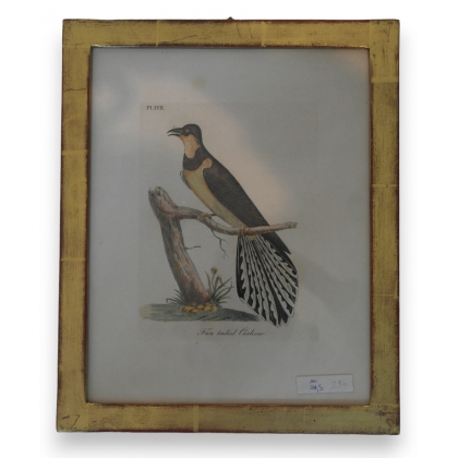 Engraving of a ‘fan-tailed cocko’ by Moinat SA – Antiques and decorative items – Engravings, lithographs