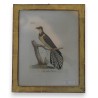 Gravure "fan tailed cockow"  sur Moinat SA  - Antiquités décoration -  Gravures, Lithos