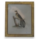 Gravure "fan tailed cockow"
