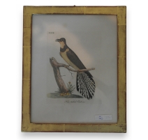 Gravure "fan tailed cockow"