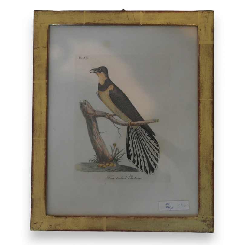 Gravure "fan tailed cockow"