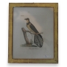 Gravure "fan tailed cockow"