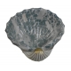Coquillage en porcelaine de MANGANI