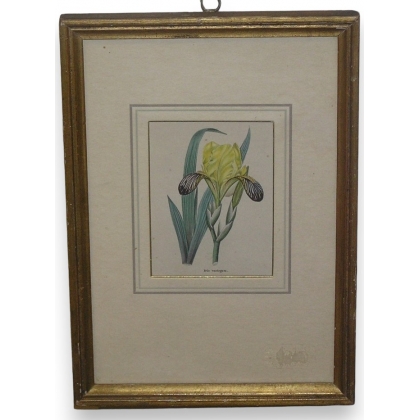 Engraving ‘Iris variegata’ by Moinat SA – Antiques and decorative items – Engravings, lithographs