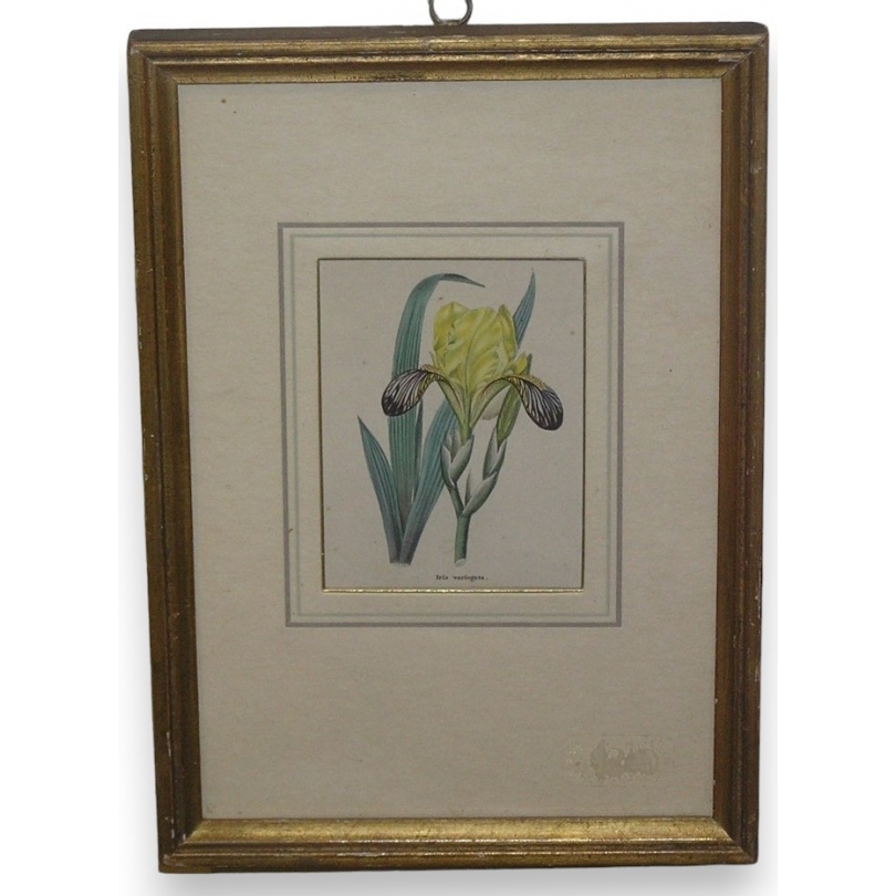 Engraving ‘Iris variegata’ by Moinat SA – Antiques and decorative items – Engravings, lithographs
