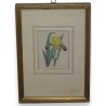Engraving ‘Iris variegata’ by Moinat SA – Antiques and decorative items – Engravings, lithographs