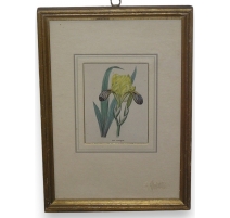 Gravure "Iris variegata"