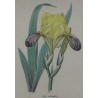Engraving ‘Iris variegata’ by Moinat SA – Antiques and decorative items – Engravings, lithographs