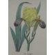 Gravure "Iris variegata"