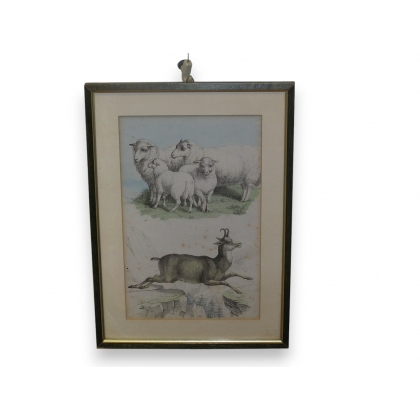 Engraving ‘Sheep and Chamois’ by Moinat SA – Antiques and decorative items – Engravings, lithographs