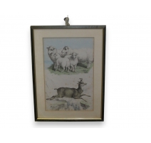 Gravure "Moutons et chamois"