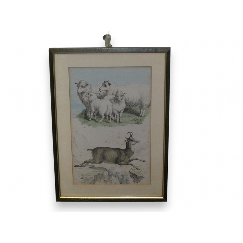 Gravure "Moutons et chamois"