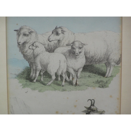 Engraving ‘Sheep and Chamois’ by Moinat SA – Antiques and decorative items – Engravings, lithographs