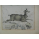 Gravure "Moutons et chamois"