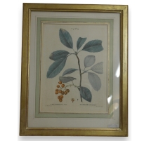 Gravure "crateagus,alisier" de Redouté