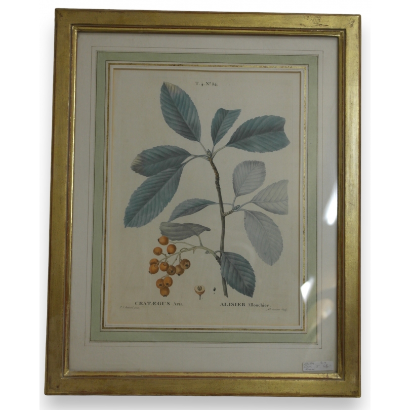 Gravure "crateagus,alisier" de Redouté