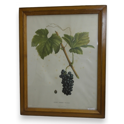 Lithograph ‘Petite Syrrah’ by Moinat SA – Antiques and decorative items – Engravings, lithographs
