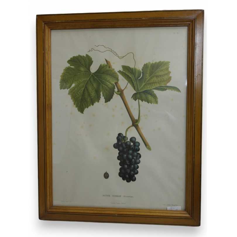 Lithograph ‘Petite Syrrah’ by Moinat SA – Antiques and decorative items – Engravings, lithographs