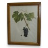 Lithograph ‘Petite Syrrah’ by Moinat SA – Antiques and decorative items – Engravings, lithographs