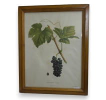 Lithographie "Petite Syrrah"