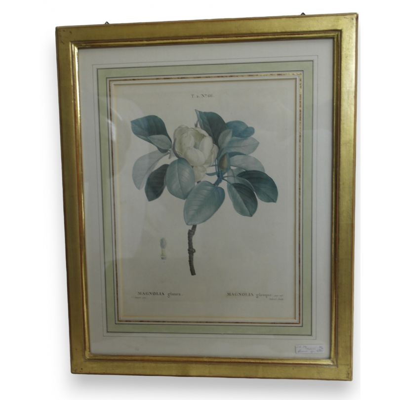 "Magnolia" engraving by Redouté, published by Moinat SA – Antiques and decorative items – Engravings, lithographs